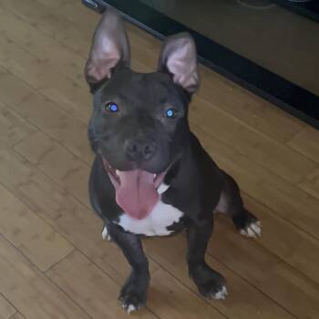 Ace -  Pit Bull Terrier Dog for Adoption in Philadelphia, Pennsylvania - Ace | PetCurious