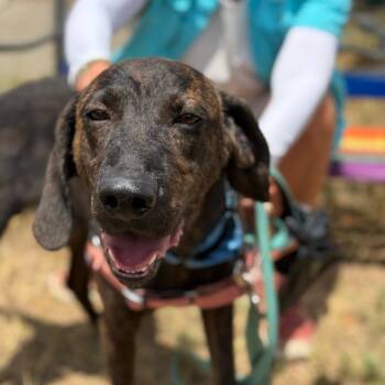 Rescue Black And Tan Coonhound Dogs for Adoption in Pagosa Springs, Colorado - George | PetCurious
