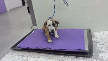 A2096217 -  Staffordshire Bull Terrier and Mixed Breed Dog for Adoption in Houston, Texas - A2096217 | PetCurious