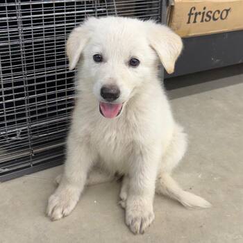Wrigley -  German Shepherd Dog and Coonhound Dog for Adoption in Richmond, Missouri - Wrigley | PetCurious