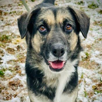 Ruth -  Shepherd Dog for Adoption in Washington, District Of Columbia - Ruth | PetCurious