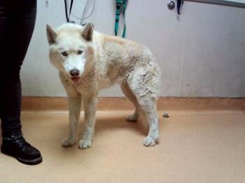 HALLEY -  Siberian Husky Dog for Adoption in Martinez, California - HALLEY | PetCurious