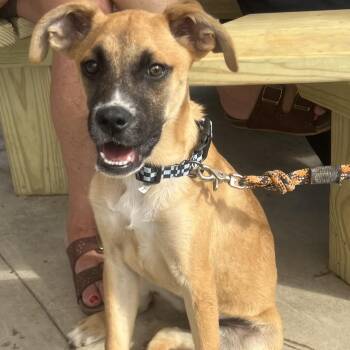Vivi -  Shepherd Dog for Adoption in Brockport, New York - Vivi | PetCurious
