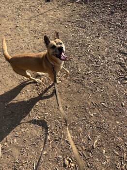 Frida -  Carolina Dog Dog for Adoption in Sonora, California - Frida | PetCurious