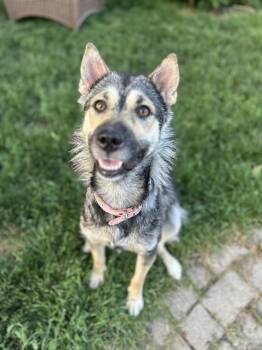 Bingo -  Husky and Shepherd Dog for Adoption in Cambridge, Ontario - Bingo | PetCurious