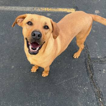 TOAST MALONE -  Mixed Breed Dog Available for Adoption in Cranston, Rhode Island - TOAST MALONE | PetCurious