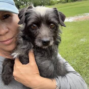 Wirehaired Terrier Dogs Available for Adoption in Sealy, Texas - Max | PetCurious
