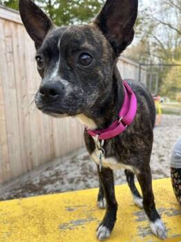 Rescue Boston Terrier and Mixed Breed Dogs for Adoption in Burlington, Wisconsin - Cher | PetCurious