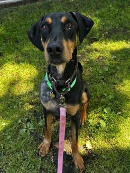 Doberman Pinscher Dogs Available for Adoption - Felix | PetCurious
