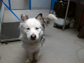 Husky and Mixed Breed Dogs Available for Adoption in Albuquerque, New Mexico - AMBER | PetCurious