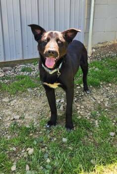 Tonka 113-26 -  Labrador Retriever Dog Available for Adoption in Cambridge, Ohio - Tonka 113-26 | PetCurious