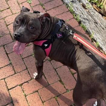 Pit Bull Terrier Dogs Available for Adoption - Indica | PetCurious