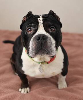 Luca -  English Bulldog and Pit Bull Terrier Dog for Adoption in Pontiac, Michigan - Luca | PetCurious