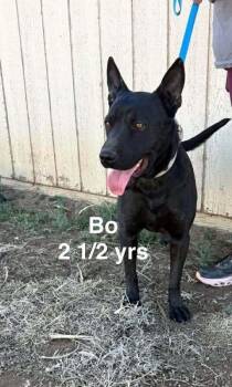 Shepherd Dogs Available for Adoption in Waunakee, Wisconsin - Bo Nix | PetCurious