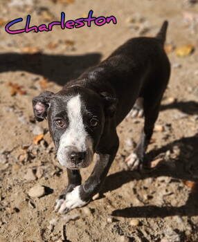 Rescue Pointer Dogs for Adoption in Holbrook, New York - CHARLESTON | PetCurious