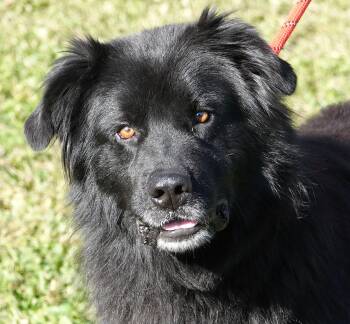 Harry -  Newfoundland Dog Dog for Adoption in Millfield, Ohio - Harry | PetCurious