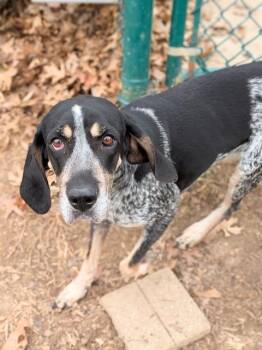 Bluetick Coonhound Dogs Available for Adoption - PATSY | PetCurious