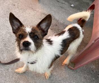 Scruffy -  Jack Russell Terrier and Chihuahua Dog for Adoption in Egg Harbor City, New Jersey - Scruffy | PetCurious