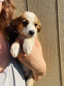 Leah -  Australian Shepherd and Spaniel Dog for Adoption in Winter, Wisconsin - Leah | PetCurious