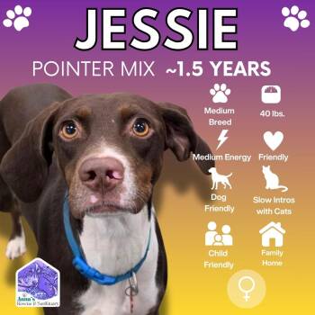Jessie -  Pointer Dog for Adoption in Aurora, Ontario - Jessie | PetCurious