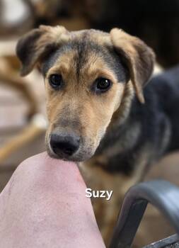Black Mouth Cur and Labrador Retriever Dogs Available for Adoption - Suzy  | PetCurious