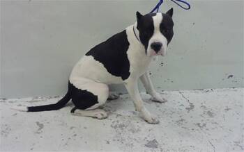 Staffordshire Bull Terrier and Mixed Breed Dogs Available for Adoption - MAX STEEL | PetCurious