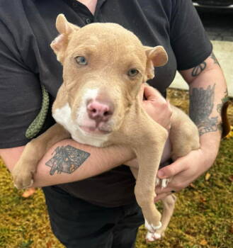 Rescue Pit Bull Terrier Dogs for Adoption in Saint Paul, Minnesota - Snoop **OSCP** | PetCurious