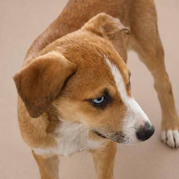 ALEXA (out of town) -  Labrador Retriever and Shepherd Dog for Adoption in New York, New York - ALEXA (out Of Town) | PetCurious