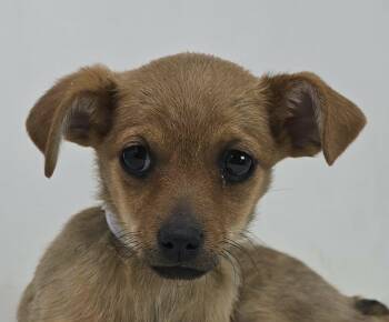 Chihuahua and Terrier Dogs Available for Adoption - Muchado | PetCurious