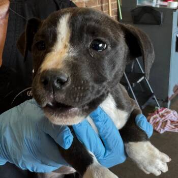 Pit Bull Terrier Dogs Available for Adoption in Birmingham, Alabama - Sadie | PetCurious
