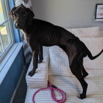 Remy -  Hound and Black Labrador Retriever Dog for Adoption - Remy | PetCurious