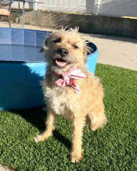Tildy -  Terrier Dog for Adoption in Salt Lake City, Utah - Tildy | PetCurious