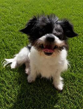 Galilea 0153 -  Shih Tzu Dog for Adoption in Waldorf, Maryland - Galilea 0153 | PetCurious