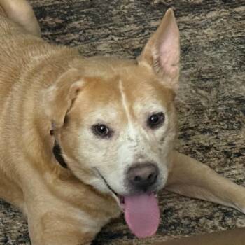 Benji -  Mixed Breed Dog for Adoption in Decatur, Georgia - Benji | PetCurious