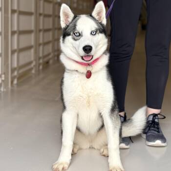 Husky Dogs Available for Adoption - Sophie | PetCurious