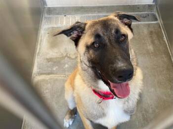 KONA -  Anatolian Shepherd and Mixed Breed Dog for Adoption in Tustin, California - KONA | PetCurious