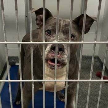 Bella -  Mixed Breed Dog for Adoption in Jeffersonville, Indiana - Bella | PetCurious