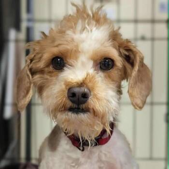 Poodle Dogs Available for Adoption in Park Row, Texas - Tiffaney | PetCurious