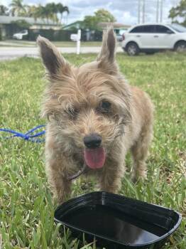 Cairn Terrier Dogs Available for Adoption in Doral, Florida - CLEO | PetCurious