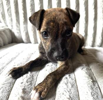 Avery -  Terrier Dog for Adoption in Valley Park, Oklahoma - Avery | PetCurious