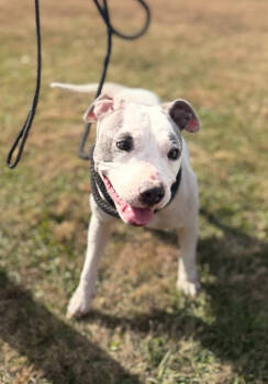 Rescue Terrier Dogs for Adoption in Corinth, Mississippi - Kaylee 25D-273 | PetCurious