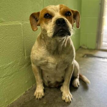 Rosie -  Mixed Breed Dog for Adoption in Madison, Wisconsin - Rosie | PetCurious