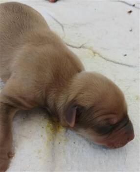 Rescue Labrador Retriever and Mixed Breed Dogs for Adoption in Houston, Texas - A643010 | PetCurious