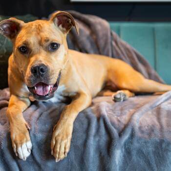 Boxer Dogs Available for Adoption - Rose | PetCurious