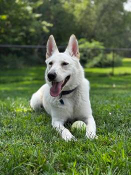 Zelda (f/k/a Mya) -  German Shepherd Dog Dog for Adoption in Meriden, Connecticut - Zelda (f/k/a Mya) | PetCurious