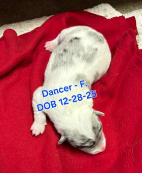 Australian Cattle Dog Blue Heeler and Border Collie Dogs Available for Adoption in Nucla, Colorado - Dancer | PetCurious