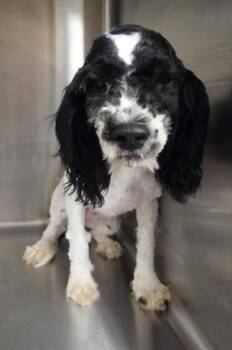 Bailey -  Cavalier King Charles Spaniel and Poodle Dog for Adoption in Malvern, Pennsylvania - Bailey | PetCurious