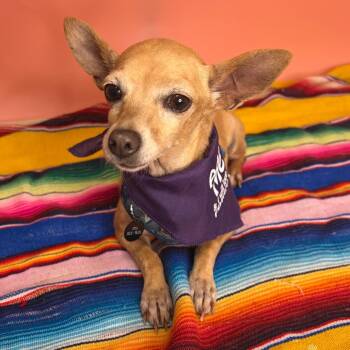 Pumpkin -  Chihuahua Dog for Adoption in San Antonio, Texas - Pumpkin | PetCurious