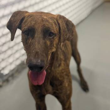 Barry -  Doberman Pinscher Dog for Adoption in Northbrook, Illinois - Barry | PetCurious