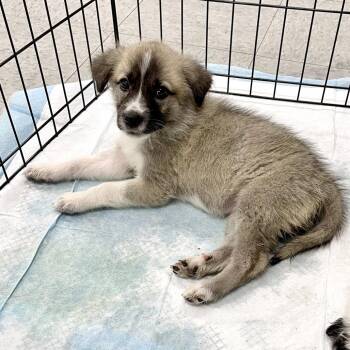 Great Pyrenees and Mixed Breed Dogs Available for Adoption in Livingston, Texas - Waco | PetCurious